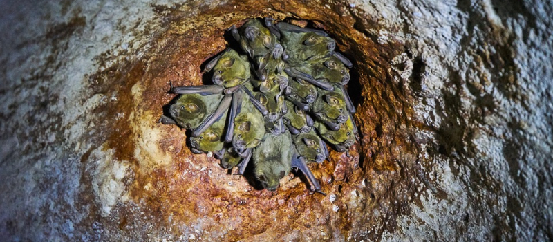 23ème Nuit Internationale de la Chauve-Souris