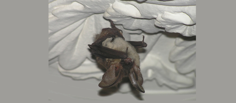 Chauves-souris en film et en nature à Toujouse