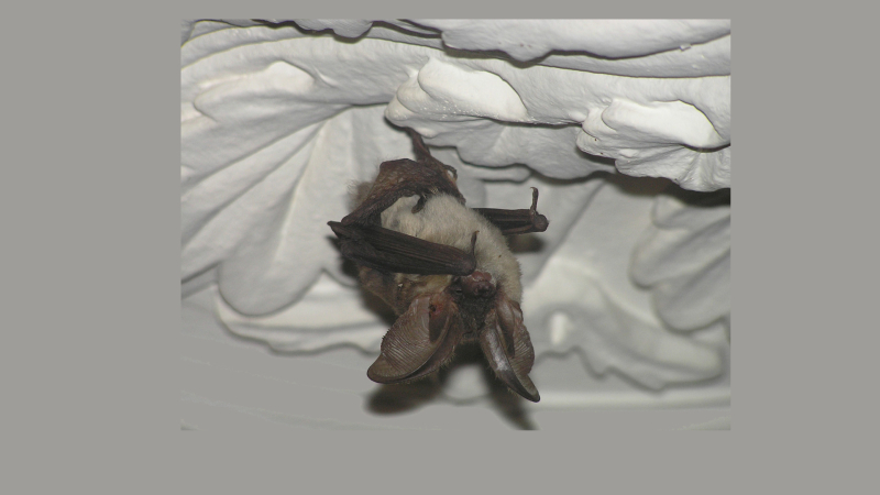 Chauves-souris en film et en nature à Toujouse