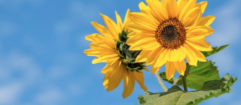 Ciel ! le plein été revient