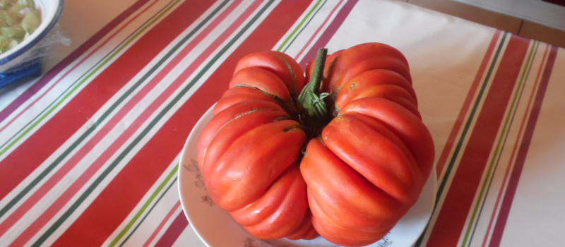 Tomate phénoménale dans un jardin plaisantin : 3 kg 200