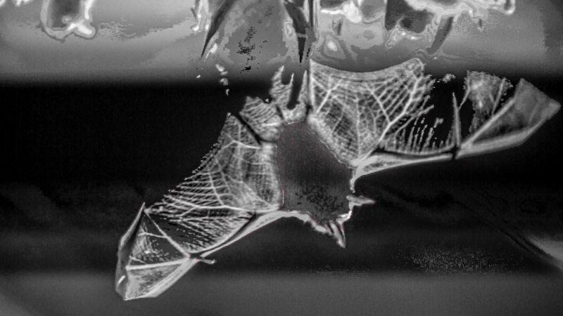 Dans l’intimité des chauves-souris à Toujouse