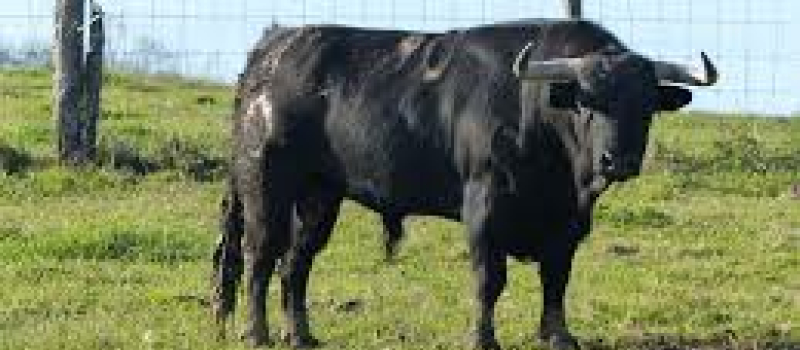 Journée taurine du 22 septembre 