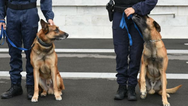 Un rendez-vous pour découvrir les équipes cynophiles de la gendarmerie 