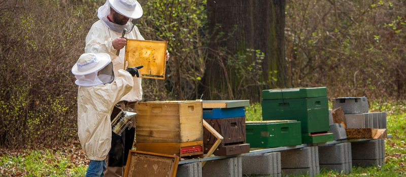 La fête du miel et de l’abeille