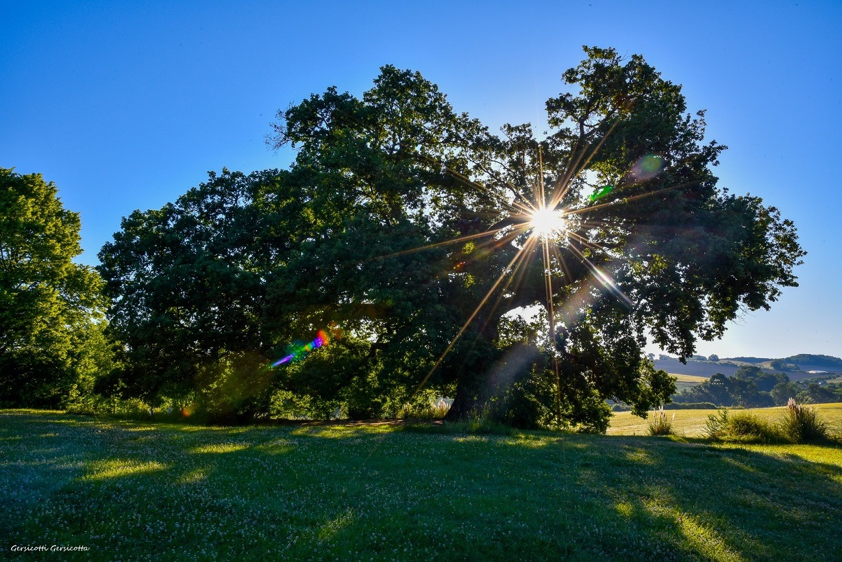 Un chêne, le soleil, un matin de juin... Une certaine idée du bonheur - Photo Gersicotti Gersicotta