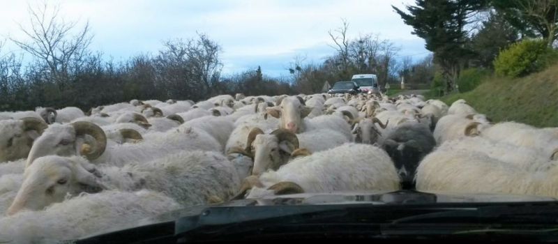La Route de la transhumance arrive