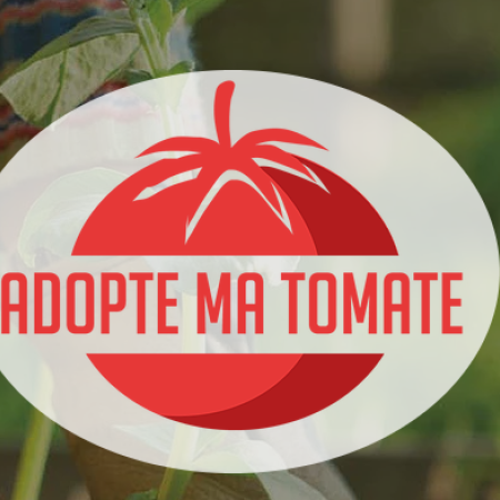 Adopte ma tomate.PNG