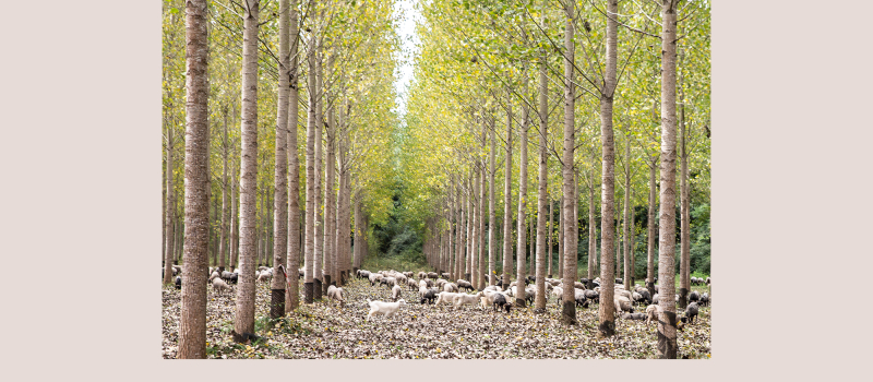 La Transhumance passe à Perchède  