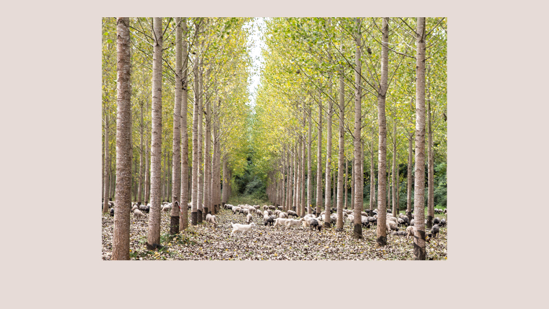 La Transhumance passe à Perchède  