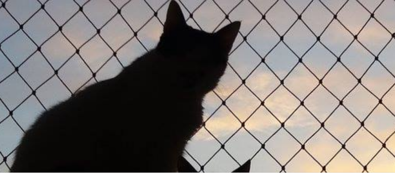 Chatons : ils ont besoin de nous