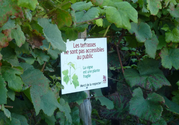 Mais si ! Exceptionnellement, ce jour-là, elles le seront ! Comment faire autrement pour récolter le raisin ?