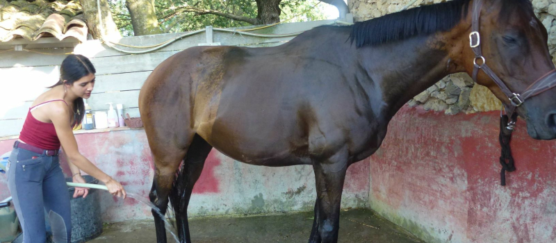 Venez découvrir le centre équestre et ses chevaux