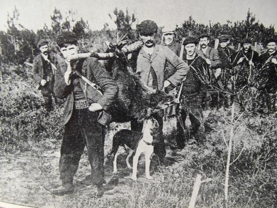 Chasse au sanglier autrefois