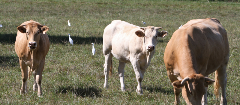 Agriculture : sur vos agendas