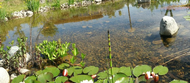 La Nourrice, un jardin forêt comestible et habitable