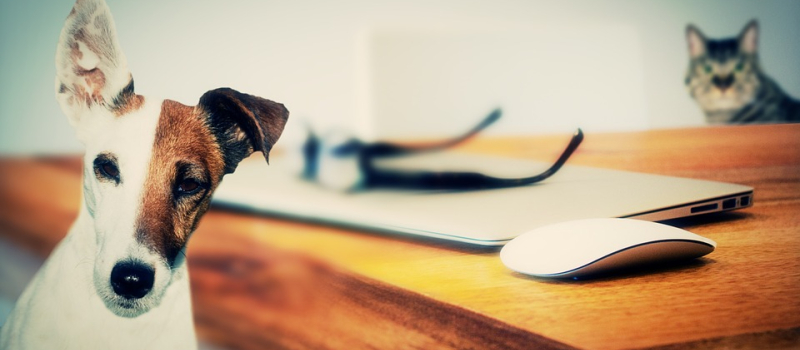 Palmarès 2019 des noms d'animaux de compagnie