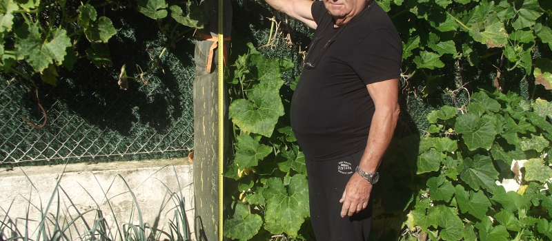 Une courgette phénoménale