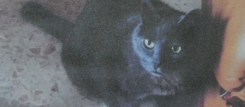 Chat perdu à proximité de la déchetterie