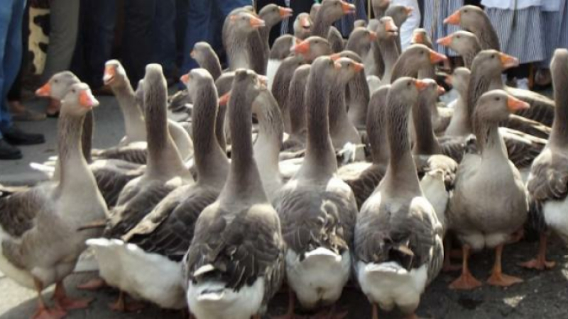 La foire aux oies d'autrefois