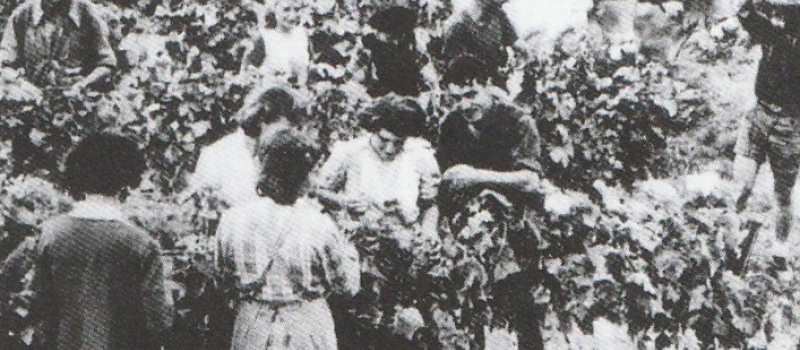 Vendanges avec "nauquets" et "semaous"