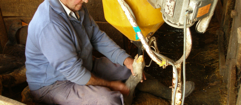 New York interdit le foie gras !