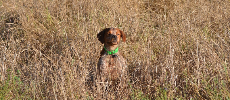 Chasse : matinée découverte dimanche 10 novembre