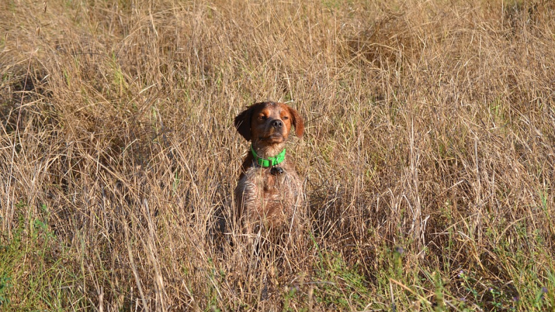 Chasse : matinée découverte dimanche 10 novembre