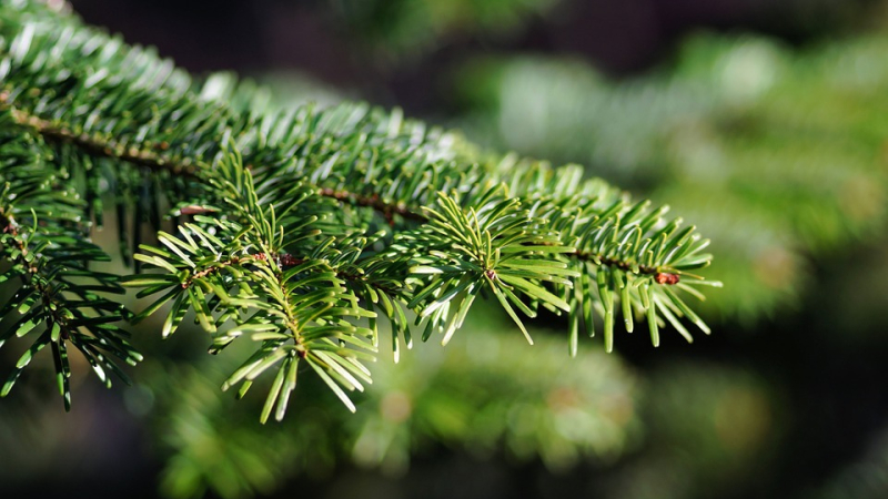 Mon beau sapin...