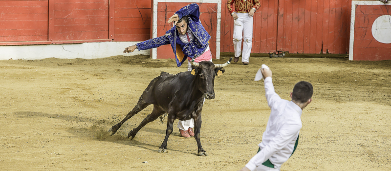 Collectif pour la survie de la course landaise