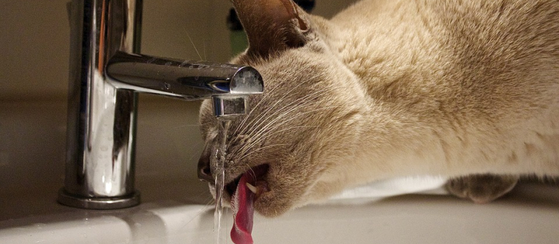 Trigone vous informe : coupure d'eau