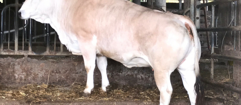 La viande de notre région à privilégier
