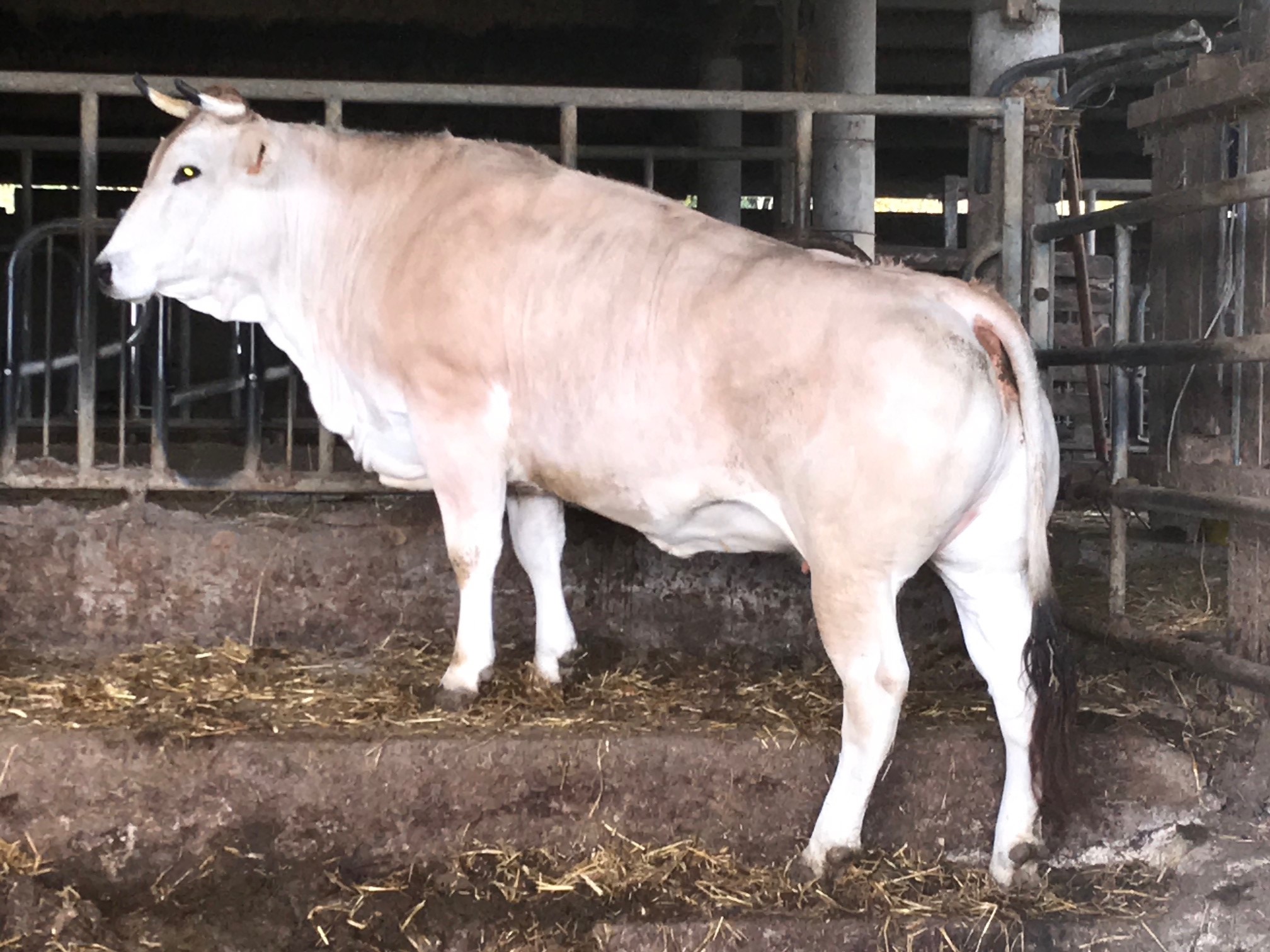 Un beau spécimen avec tous les critères de la race