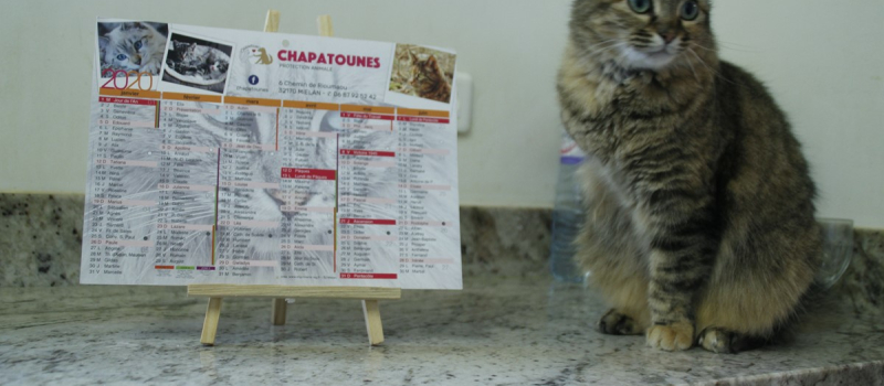 Demandez le calendrier Chapatounes 2020.