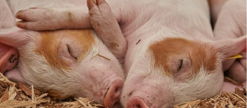 Un poids lourd au fossé : 8 cochons sur 90 sont morts