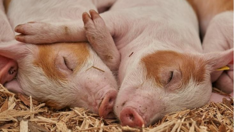 Un poids lourd au fossé : 8 cochons sur 90 sont morts