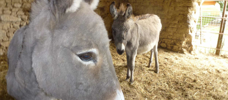 Les animaux de ferme ont leur refuge 