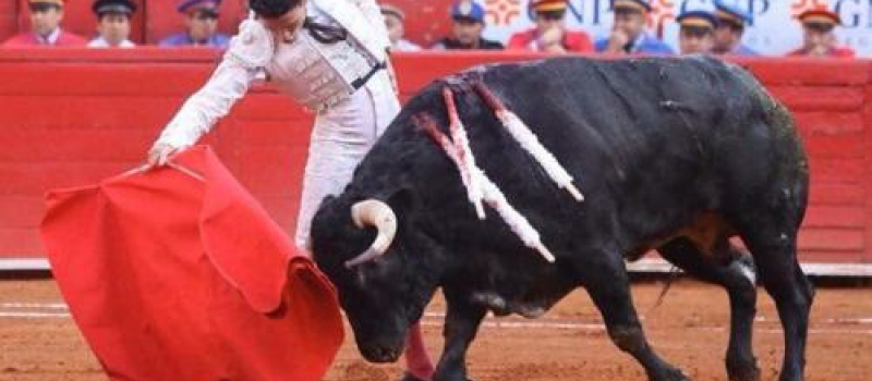 Mexico : vuelta al ruedo après une forte pétition d'oreille pour El Galo