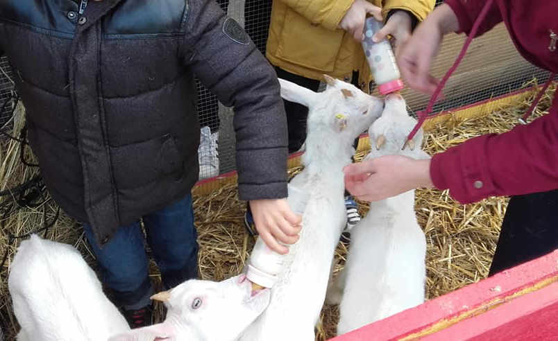 L'heure du biberon pour les chevreaux