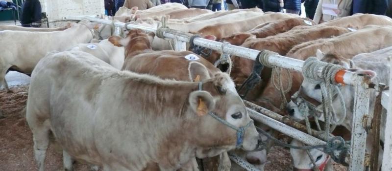 Foire au veaux : les inscriptions sont ouvertes