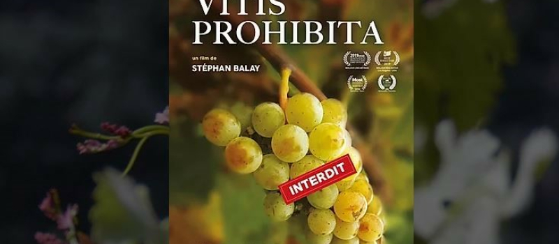 Cinéma et dégustation de vins