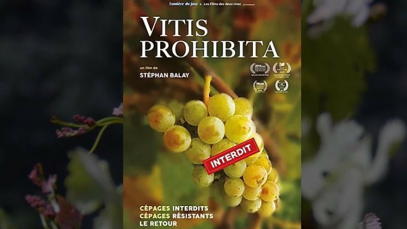 Cinéma et dégustation de vins