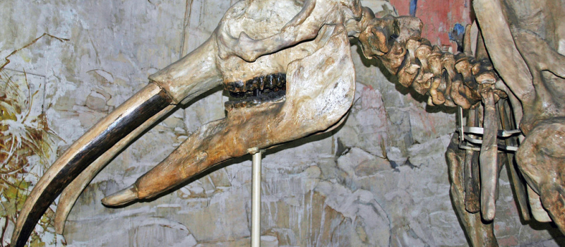 Les mastodontes de Simorre