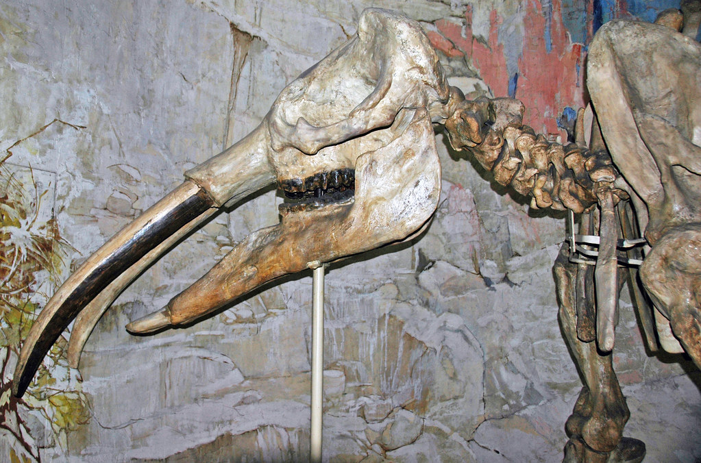 Gomphotherium osborni - fossile éléphant - Illustration Flickr.com