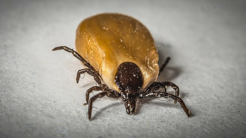 Occasion unique d'évoquer la maladie de Lyme