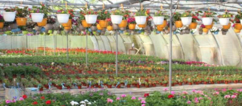 Une jardinerie bio unique dans le Gers et des plants de houblon