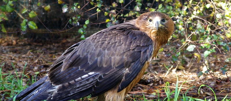 Des aigles de Bonelli, faisant partie d'une espèce menacée, tués dans le Sud-Ouest