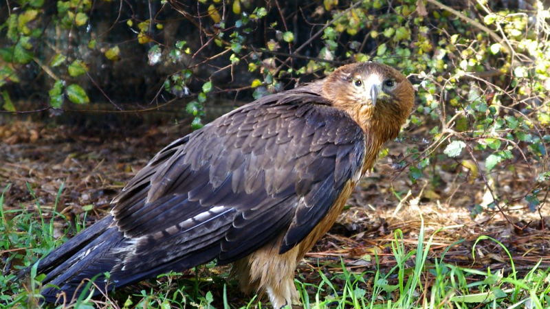 Des aigles de Bonelli, faisant partie d'une espèce menacée, tués dans le Sud-Ouest
