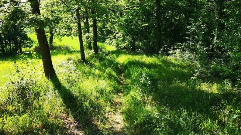 Trail and More in Simorre veut en faire ... plus