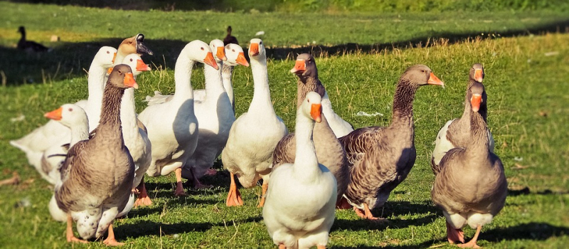 Concours général agricole de Paris : record de médailles pour la filière foie gras gersoise